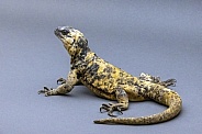 San Esteban Chuckwalla