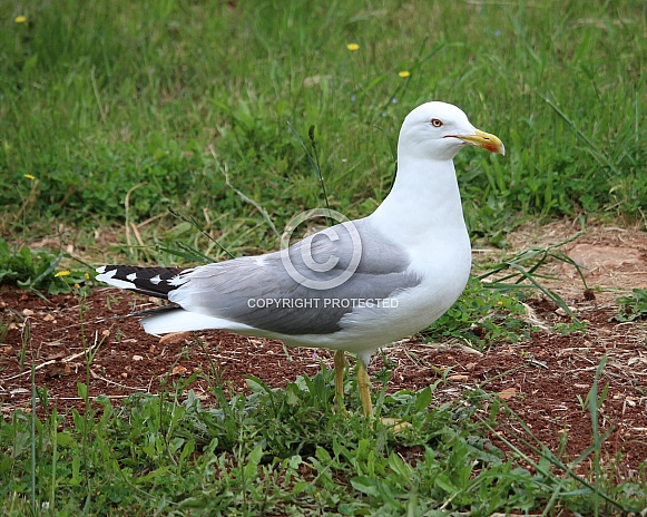 Seagull
