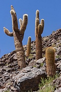 Cactus Canyon near San Pedro de Atacama - Chile
