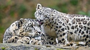 Snow leopards licking each other