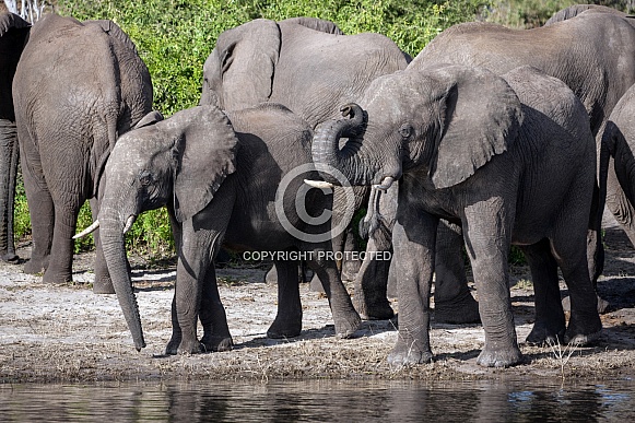 African Elephants - Botswana