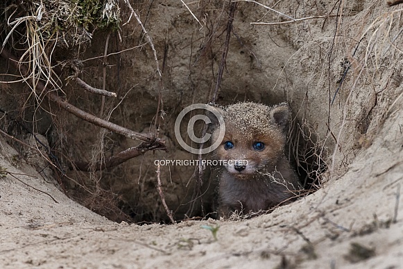Red fox cubs