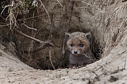 Red fox cubs