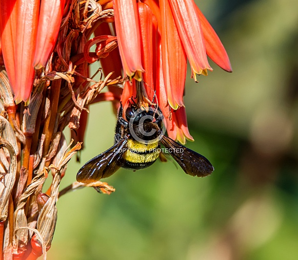 Female Carpenter Bee Female Carpenter Bee