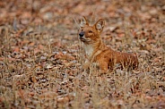 Dhoul pose in the nature habitat