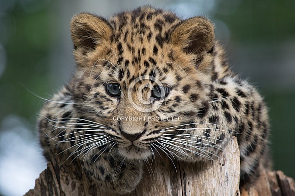 I am watching you...Amur Leopard