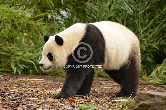 Giant Panda