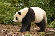 Giant Panda