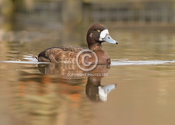 Female Scaup