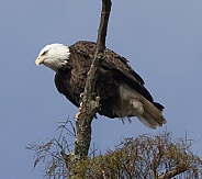 Bald Eagle