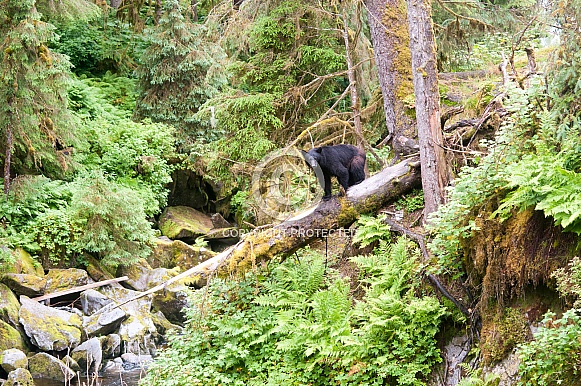 Black Bear (wild) Black Bear (wild)