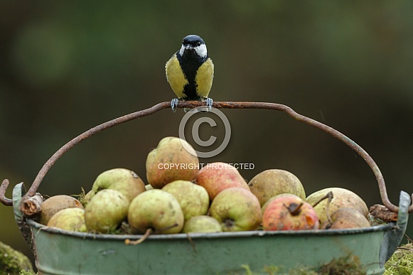 The great tit (Parus major)