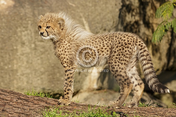 Cheetah Cub Cheetah Cub