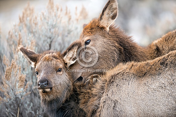 Wild elk cow and calf