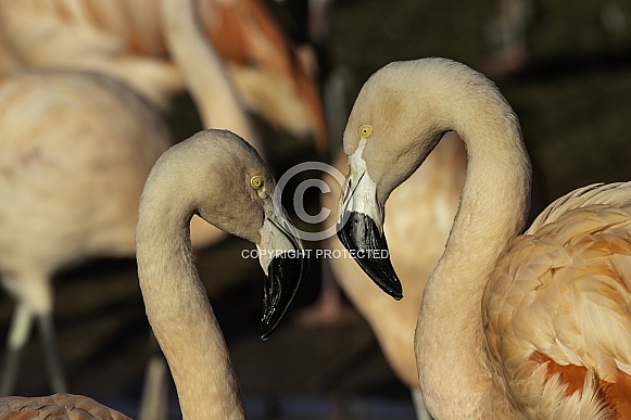 Two Chilean Flamingoes, Close up