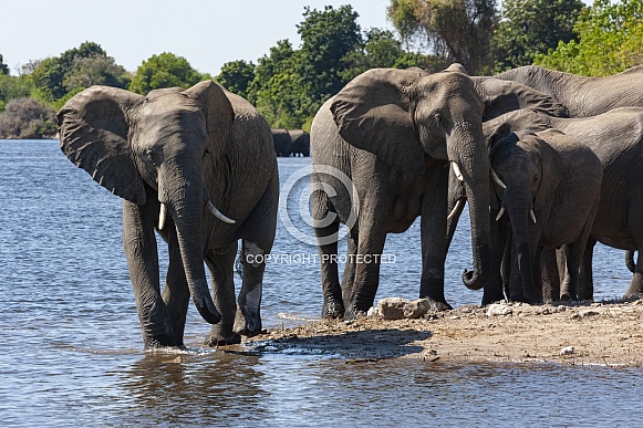 African Elephants - Botswana African Elephants - Botswana