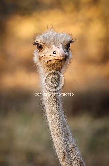 Ostrich