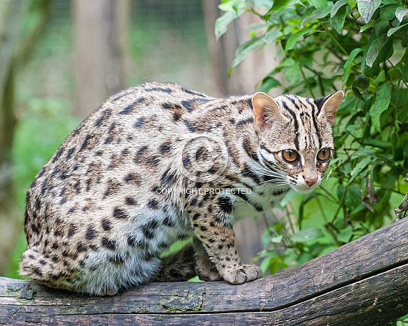 bengal leopard cat bengal leopard cat