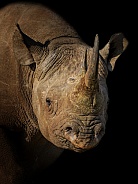 Portrait of a Black Rhino
