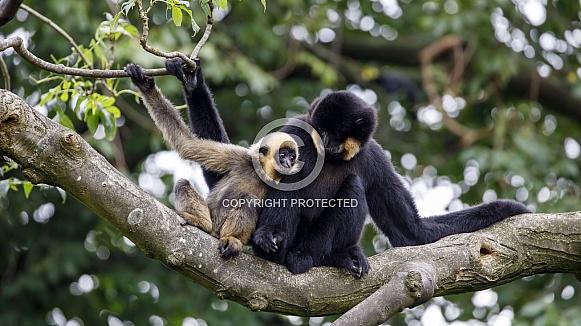 Yellow-cheeked gibbon (Nomascus gabriellae) Yellow-cheeked gibbon (Nomascus gabriellae)