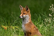 Red fox cub