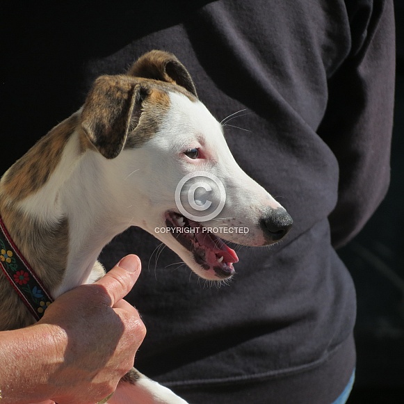 Whippet Puppy