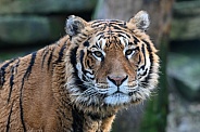 Siberian Tiger