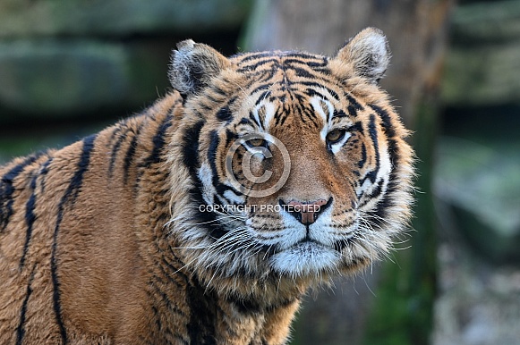 Siberian Tiger