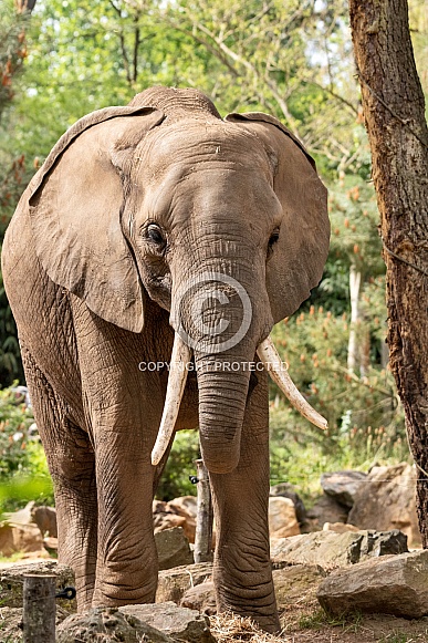 African Elephant Full Body Standing