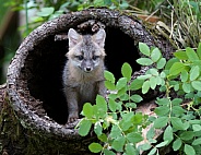 A Red Fox Kit Peeks out of a Burrell