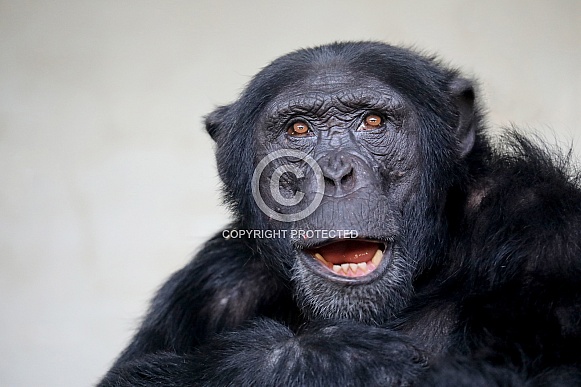 Chimpanzee (Pan troglodytes)