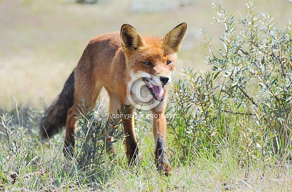 Red Fox