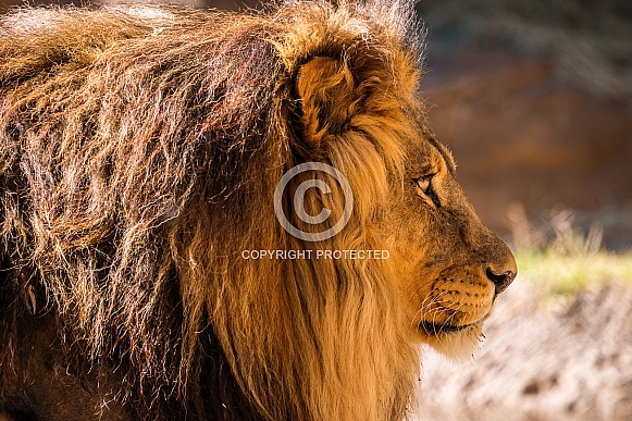 African Lion