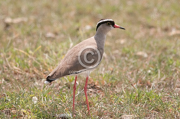 Crowned Lapwing Crowned Lapwing