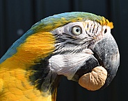 Blue and gold macaw with walnut
