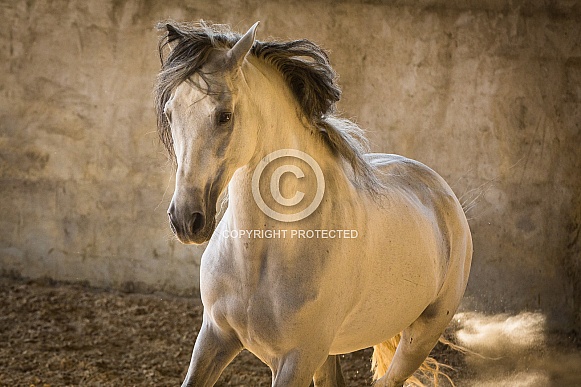 Andalusian Andalusian