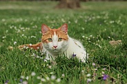 Ginger cat in the grass