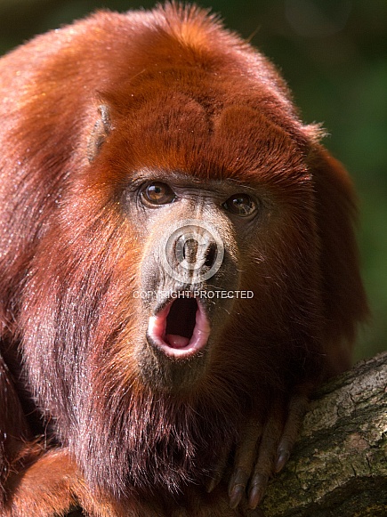 Venezuelan red howler monkey (Alouatta seniculus)