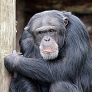 Chimpanzee (Pan troglodytes)
