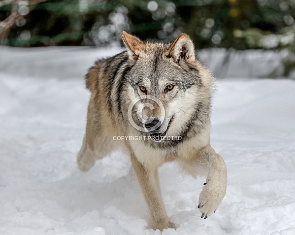 Wolf
