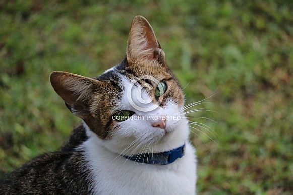 Domestic Cat Domestic Cat