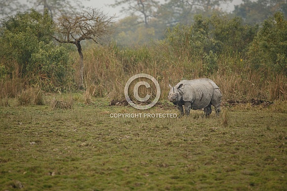 Indian rhino in the nature habitat