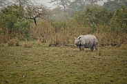 Indian rhino in the nature habitat