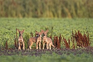 American Red Wolf