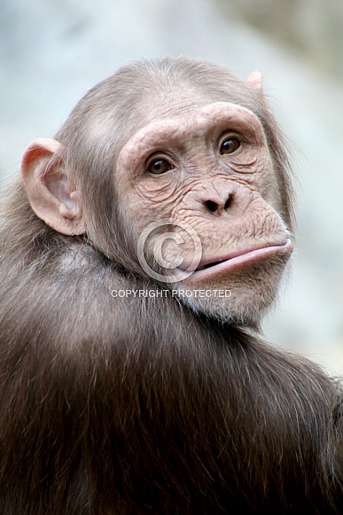Chimpanzee (Pan troglodytes) Chimpanzee (Pan troglodytes)