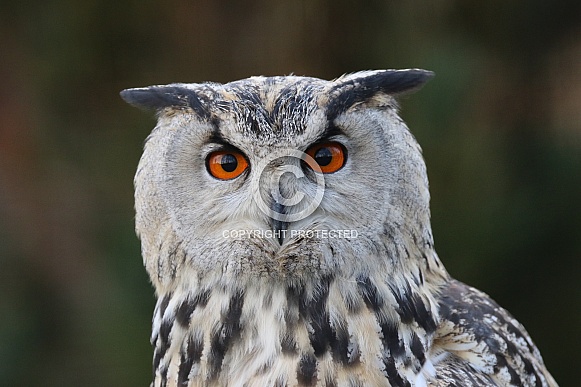 Eagle Owl Eagle Owl