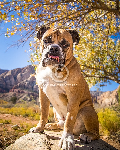 bulldog in the fall by a tree
