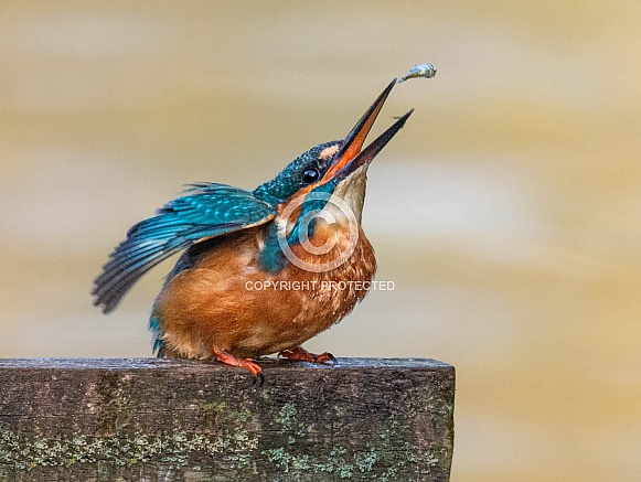 Common Kingfisher