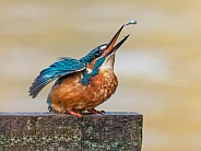 Common Kingfisher