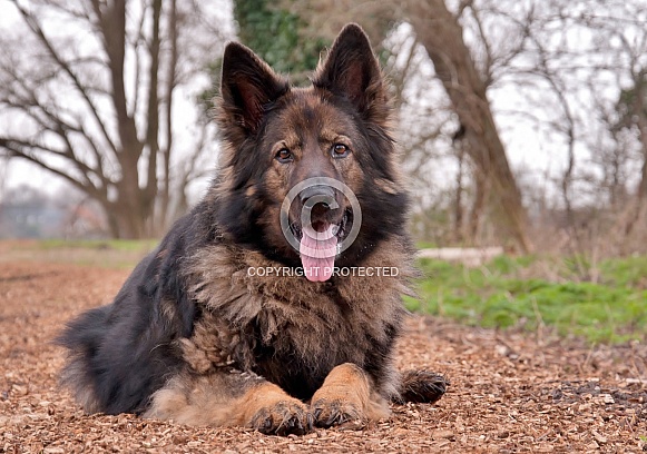 Old German Shepherd